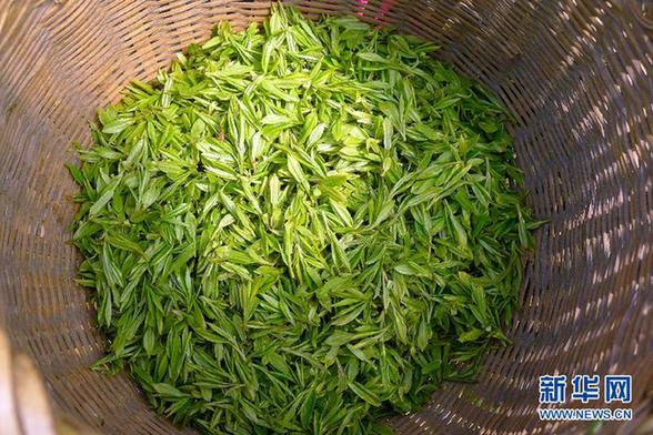 西湖龍井產區內茶葉公司齊造假 用外地龍井冒充