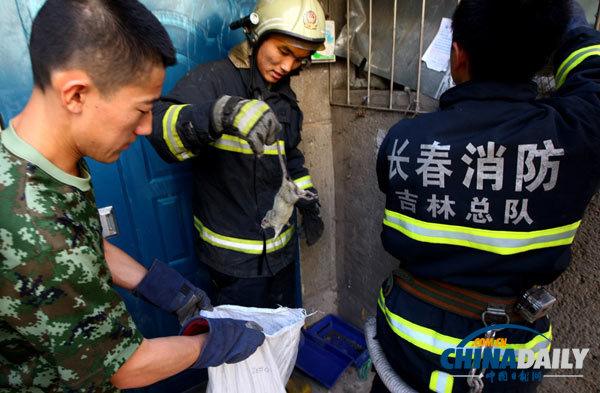 長春一居民家現(xiàn)18只老鼠 消防員徒手捕鼠1小時