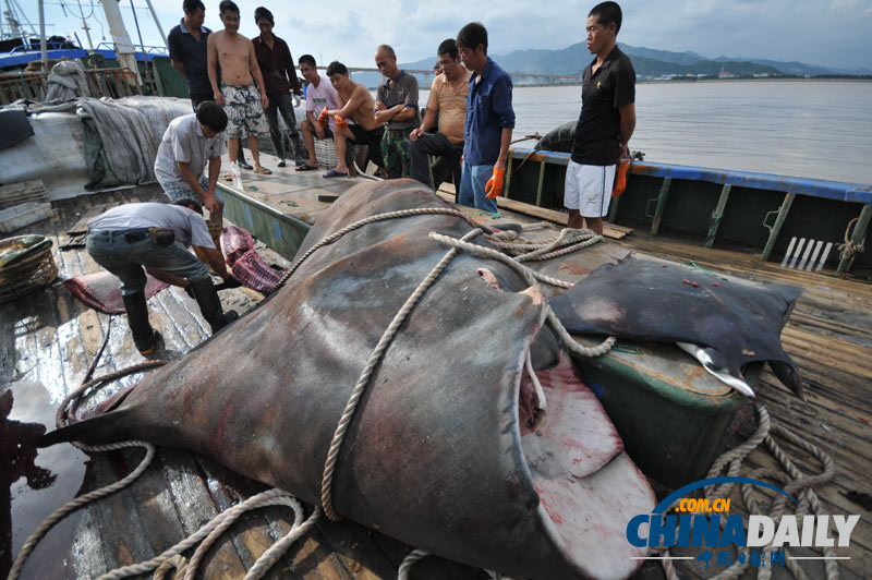 浙江漁民捕獲2000斤巨型“魔鬼魚(yú)”切割出售