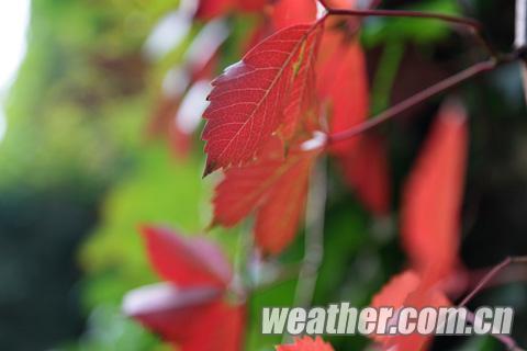第24屆香山紅葉文化節開幕 氣溫導致紅葉變色推遲（圖）