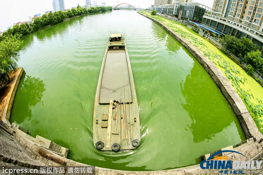 浙東古運河藍藻肆虐 河水轉(zhuǎn)身一變綠顏料