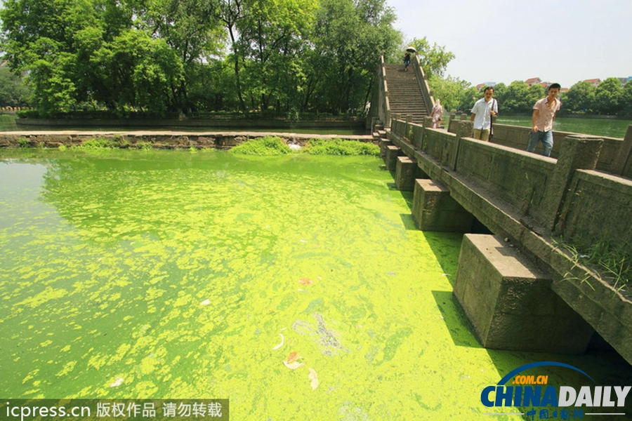 浙東古運河藍藻肆虐 河水轉身一變綠顏料