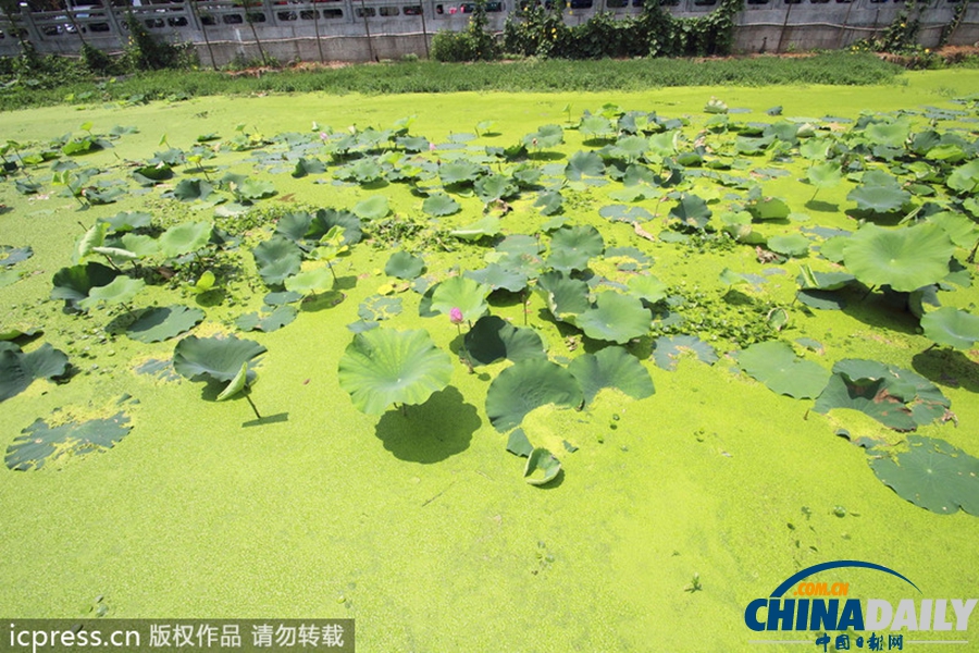 浙東古運(yùn)河藍(lán)藻肆虐 河水轉(zhuǎn)身一變綠顏料
