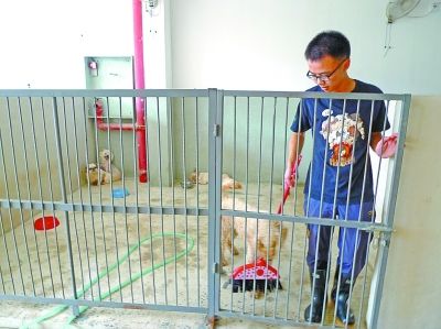 高材生放棄白領(lǐng)樂當(dāng)“狗倌”：滿足感錢買不到