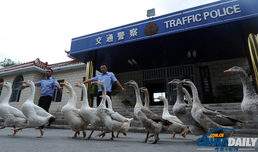 新疆警察推廣養(yǎng)鵝防盜 稱“比狗好使”