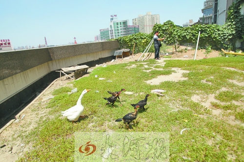鄭州現樓頂私人花園 修涼亭魚池種菜養鵝(圖)
