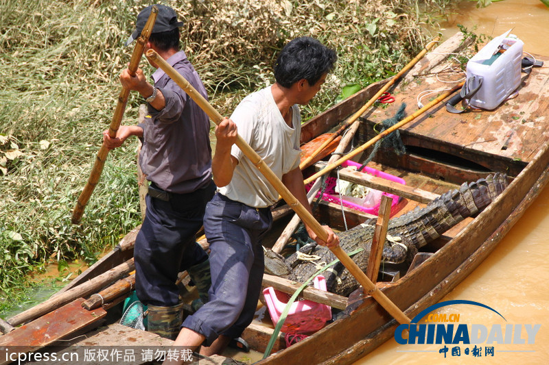 廣東汕頭回應(yīng)數(shù)千條鱷魚“越獄”民間 已抓捕19條