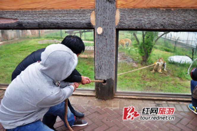 長沙動物園“人虎拔河”引爭議 回應(yīng)稱為增強老虎野性