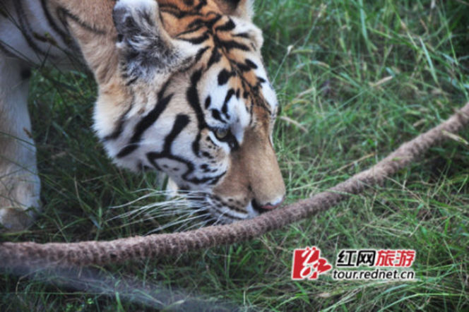 長沙動物園“人虎拔河”引爭議 回應(yīng)稱為增強老虎野性