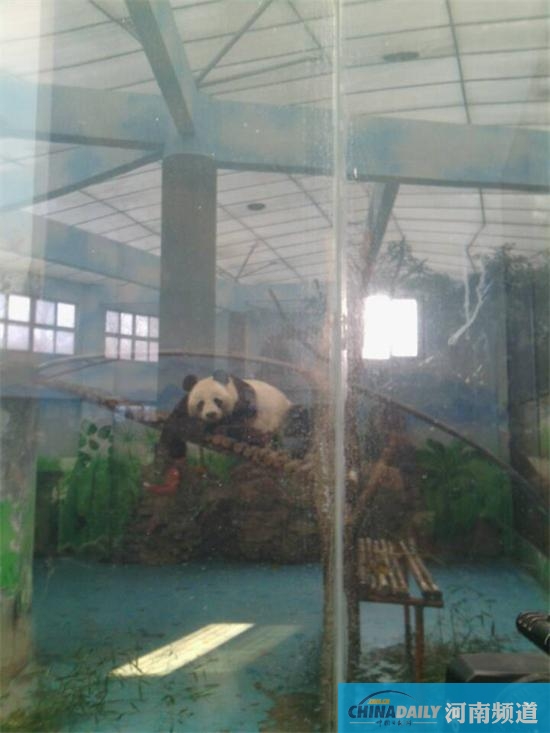 鄭州死亡熊貓尸體已火化 鑒定結(jié)果最快半月內(nèi)出