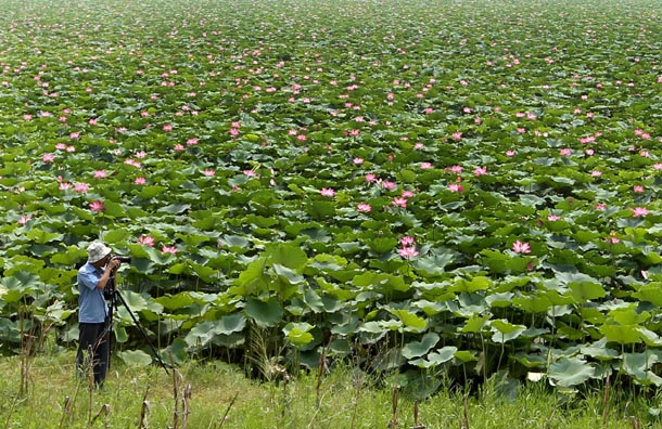 夏日賞荷正當(dāng)時(shí)
