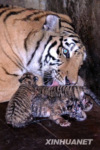 深圳野生動物園東北虎產下罕見“五胞胎”