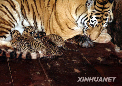 深圳野生動物園東北虎產下罕見“五胞胎”