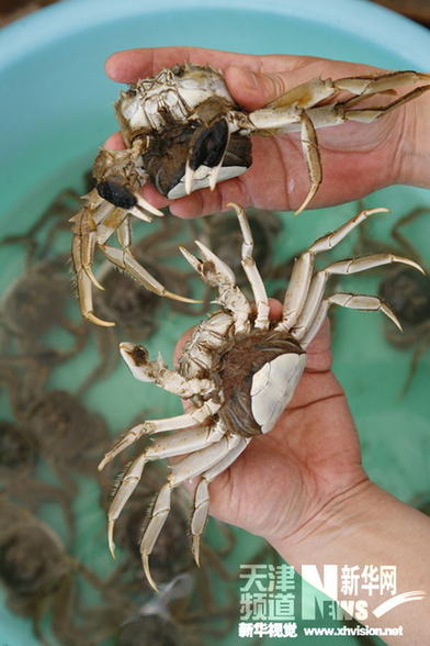 天津?qū)幒悠呃锖：有愤M入孵化期