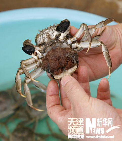 天津寧河七里海河蟹進入孵化期