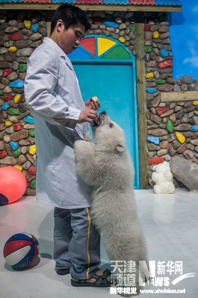 我國(guó)首例人工繁育孿生北極熊姐妹與游客見(jiàn)面