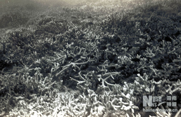 珍貴！1991年西沙科考海量歷史照