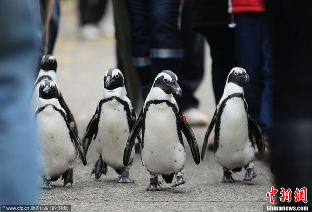 匈牙利企鵝走上街頭 和市民“親密接觸”