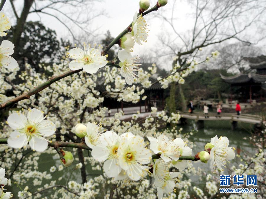 “花開意盎然，雀鳥上枝頭”：聽！春天的腳步聲