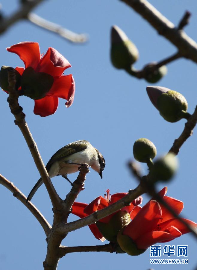 “花開意盎然，雀鳥上枝頭”：聽！春天的腳步聲