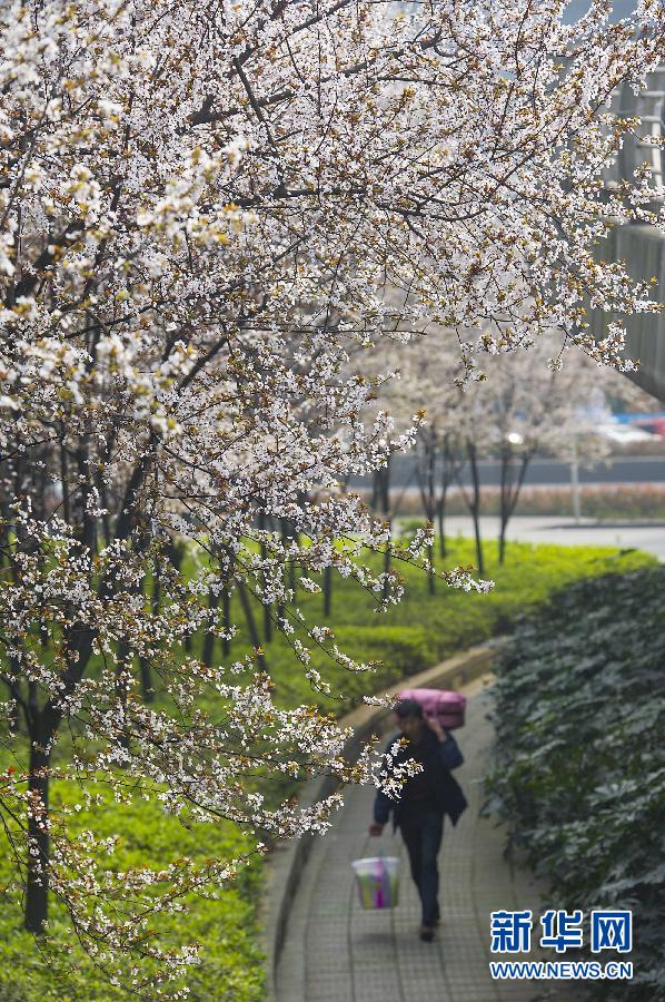 “花開意盎然，雀鳥上枝頭”：聽！春天的腳步聲