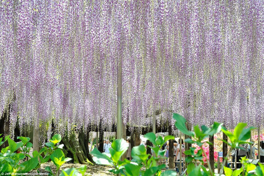 夢幻！《阿凡達》