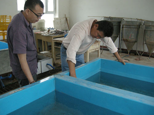 阿克蘇繁育成功20萬尾大頭魚(扁吻魚)