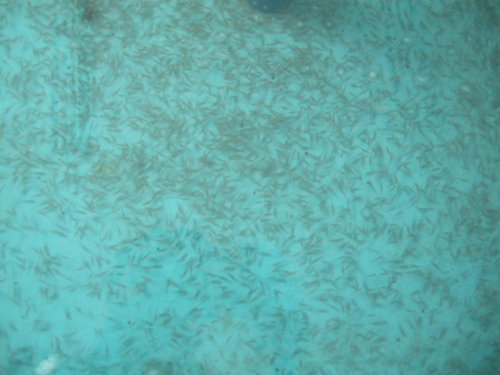 阿克蘇繁育成功20萬尾大頭魚(扁吻魚)