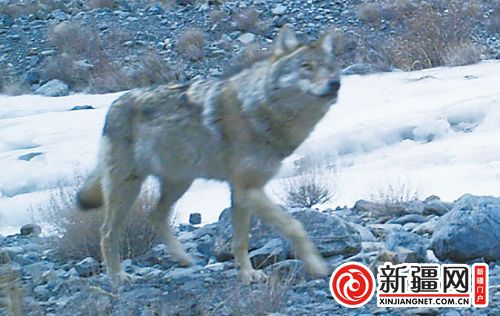 新疆西天山區(qū)域布設50多部紅外相機 發(fā)現(xiàn)14種動物