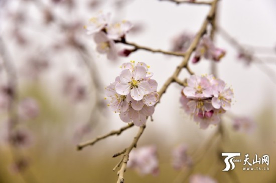 新疆若羌縣：春天來(lái)了 杏花開(kāi)了（組圖）