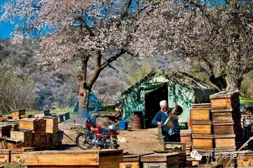 伊犁零距離：伊犁：藍與綠，你不曾遇到的純粹
