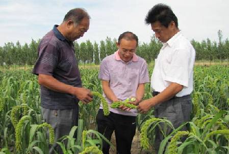 和碩縣“張雜谷”長勢喜人 平均穗長達35cm