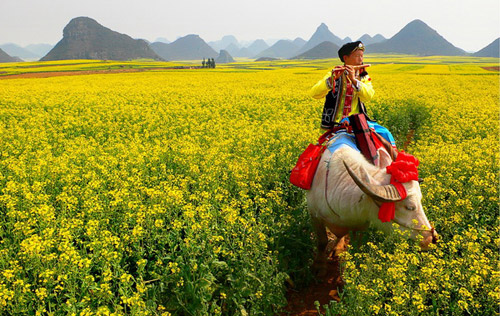 2010年云南羅平國際油菜花文化旅游節(jié)下月開幕