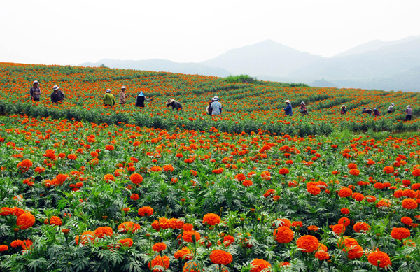羅平旅游新看點(diǎn)：千畝萬壽菊驚艷綻放