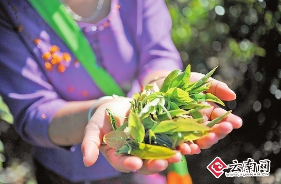 普洱春茶上市古樹茶大漲 個別品種漲幅達100%