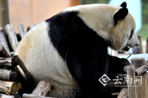 猩猩喝奶測(cè)智力 云南野生動(dòng)物園開(kāi)展小動(dòng)物“體檢總動(dòng)員”