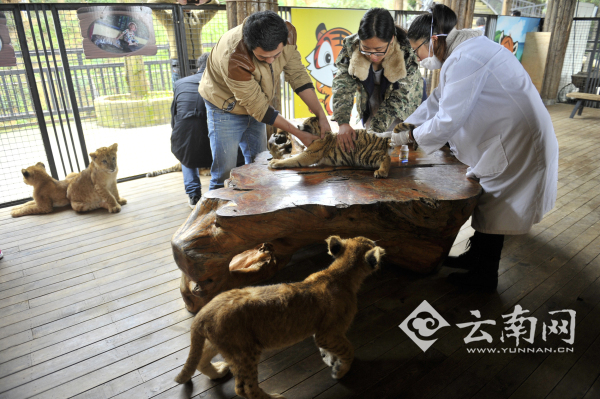 猩猩喝奶測(cè)智力 云南野生動(dòng)物園開(kāi)展小動(dòng)物“體檢總動(dòng)員”