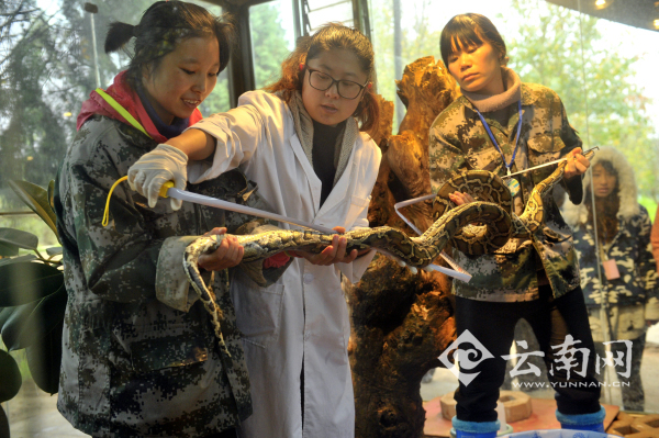 猩猩喝奶測(cè)智力 云南野生動(dòng)物園開(kāi)展小動(dòng)物“體檢總動(dòng)員”