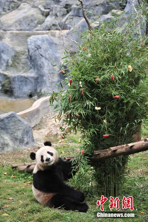 云南動物園大熊貓提前享用“圣誕大餐”