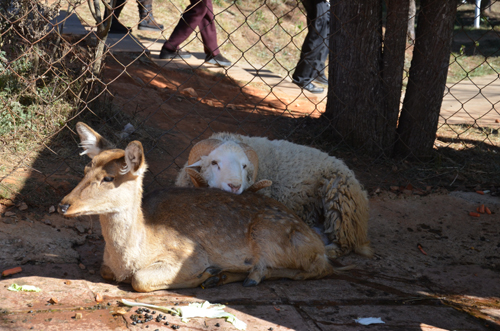 記住情詩對暗號 免費圍觀“羊鹿戀”婚禮