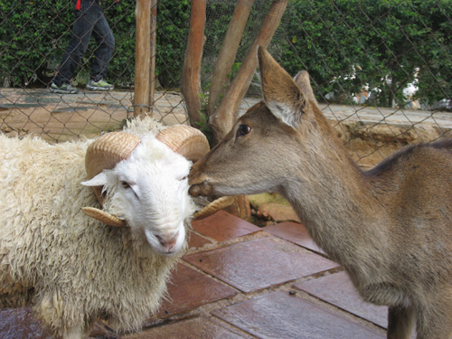 記住情詩對暗號 免費圍觀“羊鹿戀”婚禮