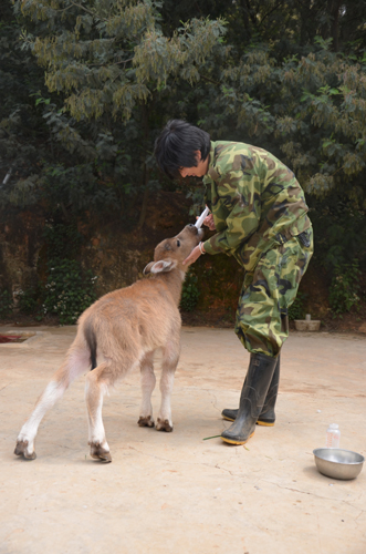大蟒蛇恩將仇報欲襲飼養員 小牛犢挺身而出保護“干爸爸”