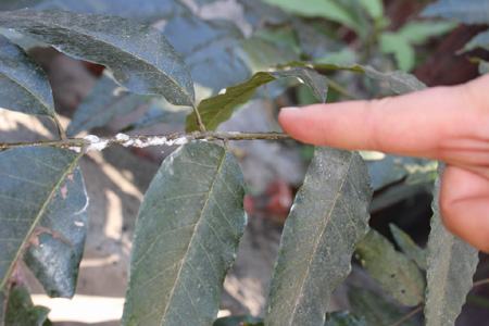 蟲(chóng)糞如雨大樹(shù)枯枝 昆明東川綠化管理站及時(shí)噴藥修枝
