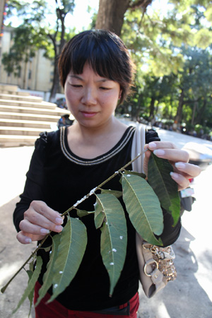 蟲(chóng)糞如雨大樹(shù)枯枝 昆明東川綠化管理站及時(shí)噴藥修枝