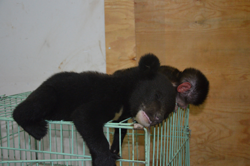 云南野生動(dòng)物園首次繁殖黑熊 熊媽卻棄兒而去
