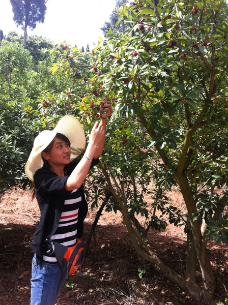 澄江尖山楊梅公社的楊梅等你摘