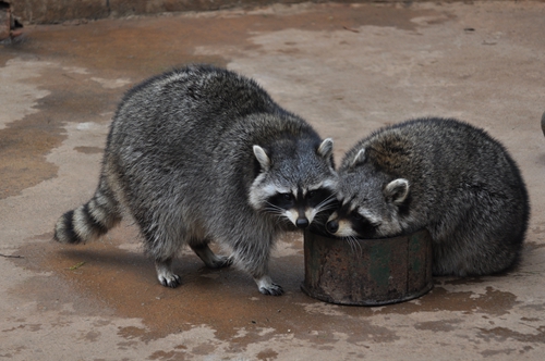 全國首個“浣熊家族”中秋登陸昆明