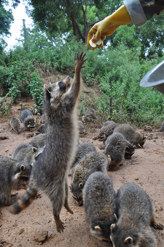 全國首個“浣熊家族”中秋登陸昆明