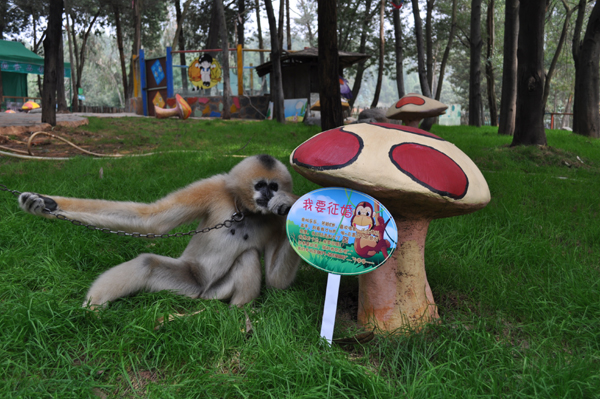 云南光棍動物發起全球征婚