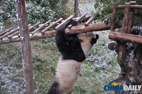 云南野生動(dòng)物園動(dòng)物應(yīng)對(duì)下雪天各有妙招